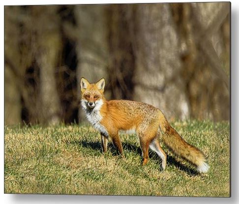 Sandi OReilly @sandioreilly Red Fox Near Pilot Mountain. HERE: sandi-oreilly.pixels.com/featured/red-f… #fox #red #animal #bold #cunning #shy #intelligent #pilot #mountain #park #hiking #peak #NC #BuyIntoArt #SLOArtworks See more #art,#prints& #products HERE: sandi-oreilly.pixels.com