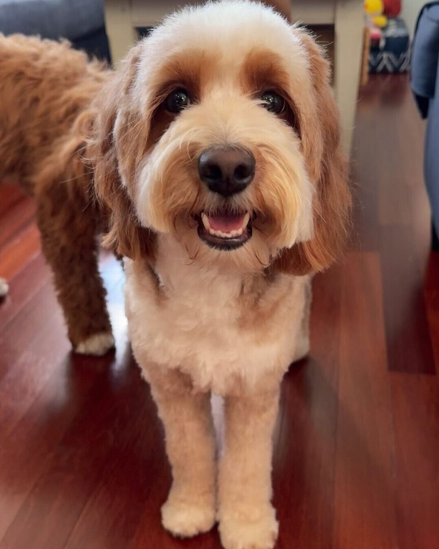 Looking good!!
Photo from @doodlebearjuno
•
'Post haircut smiles 💇🏼‍♀️🤩'

#doodles #minigoldendoodle #goldendoodle #puppy #dogs #dogsofinstagram #puppiesofinstagram #cutedogs #cutepuppy #goldendoodlesofinstagram #doodlesofinstagram #floridadoodles #florid… instagr.am/p/C7ALUiSx8Tc/