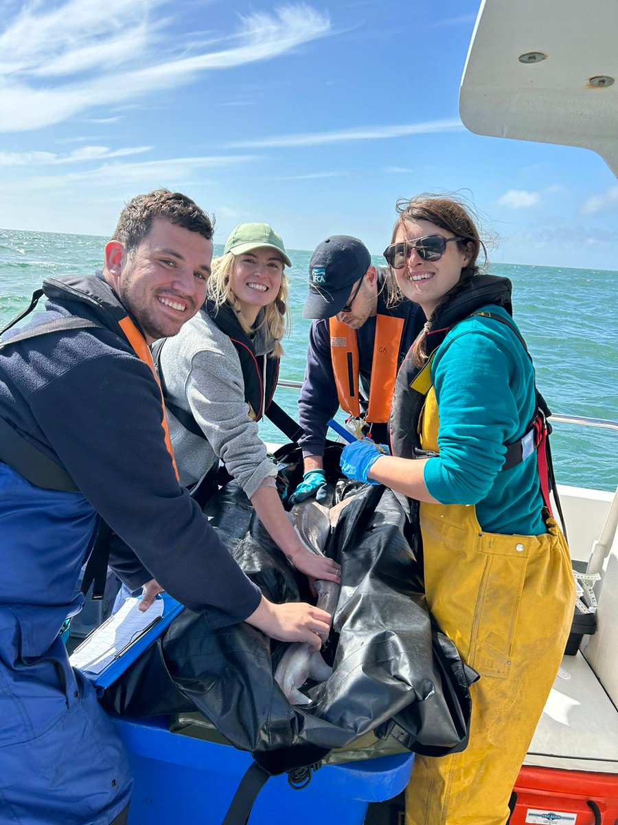 AHall_Marine's tweet image. Today in Sussex we tagged 7 tope with acoustic transmitter tags for our #AnglingforSustainability project 🦈

#FISP @DefraGovUK
@aMER_MarineRes @PlymUni @Dr_Emma_Sheehan
@AnglingTrust
@NaturalEngland @SouthernIFCA @sussex_ifca @Innovasea #AcousticTelemetry #Elasmobranchs