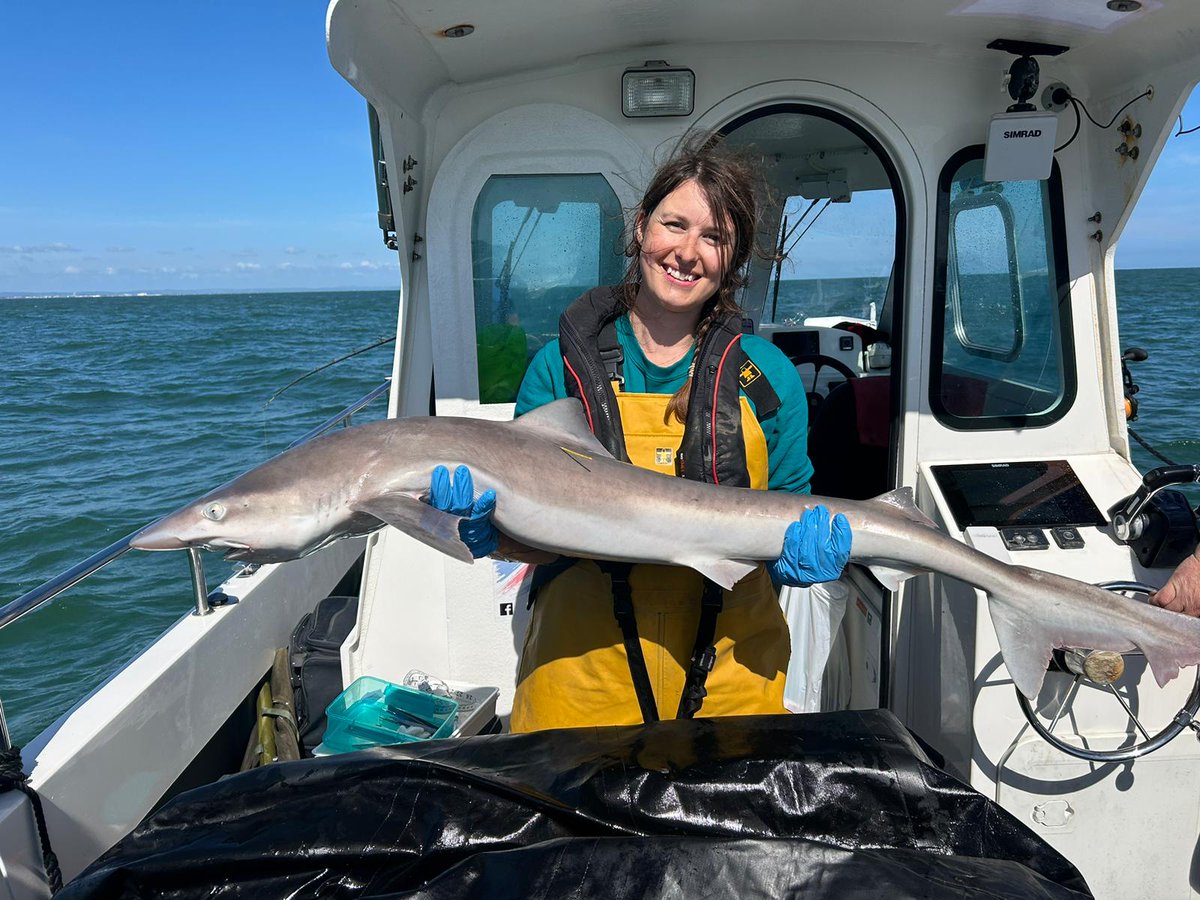AHall_Marine's tweet image. Today in Sussex we tagged 7 tope with acoustic transmitter tags for our #AnglingforSustainability project 🦈

#FISP @DefraGovUK
@aMER_MarineRes @PlymUni @Dr_Emma_Sheehan
@AnglingTrust
@NaturalEngland @SouthernIFCA @sussex_ifca @Innovasea #AcousticTelemetry #Elasmobranchs
