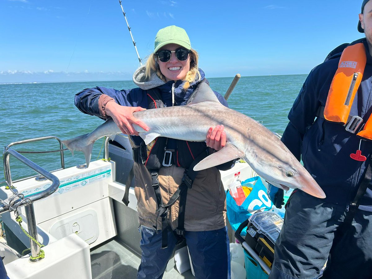 AHall_Marine's tweet image. Today in Sussex we tagged 7 tope with acoustic transmitter tags for our #AnglingforSustainability project 🦈

#FISP @DefraGovUK
@aMER_MarineRes @PlymUni @Dr_Emma_Sheehan
@AnglingTrust
@NaturalEngland @SouthernIFCA @sussex_ifca @Innovasea #AcousticTelemetry #Elasmobranchs