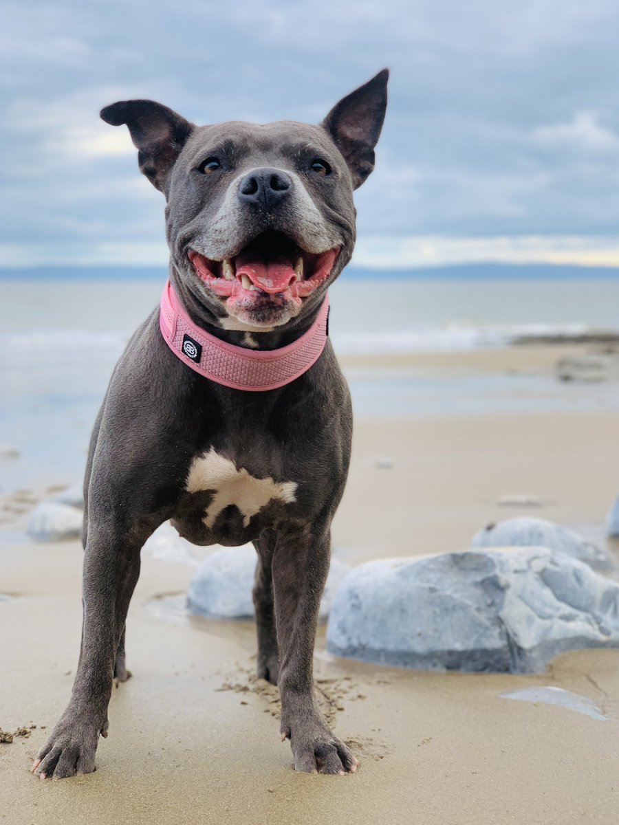 Tonight we went to the beach so I could try out my new collar.  To be fair, it’s very comfy 💖💖💖 #IsaMary #HardToPlease #HappyPlace #BeachLife