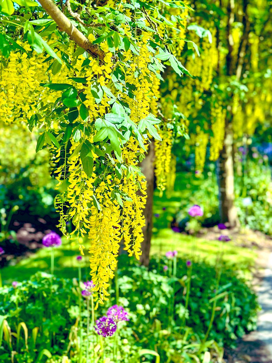 🇨🇦から、おはようございます🤗
バンクーバーにはバンデューセン植物園（VanDusen Botanical Garden）という植物園があります。一角に黄花藤が咲いており今週末が満開の予想。私が行った時は5分咲き程でしたが、それでもその美しさに圧倒されました。入場料は$14.49（約1,700円）。

#おは戦60516🌳t8