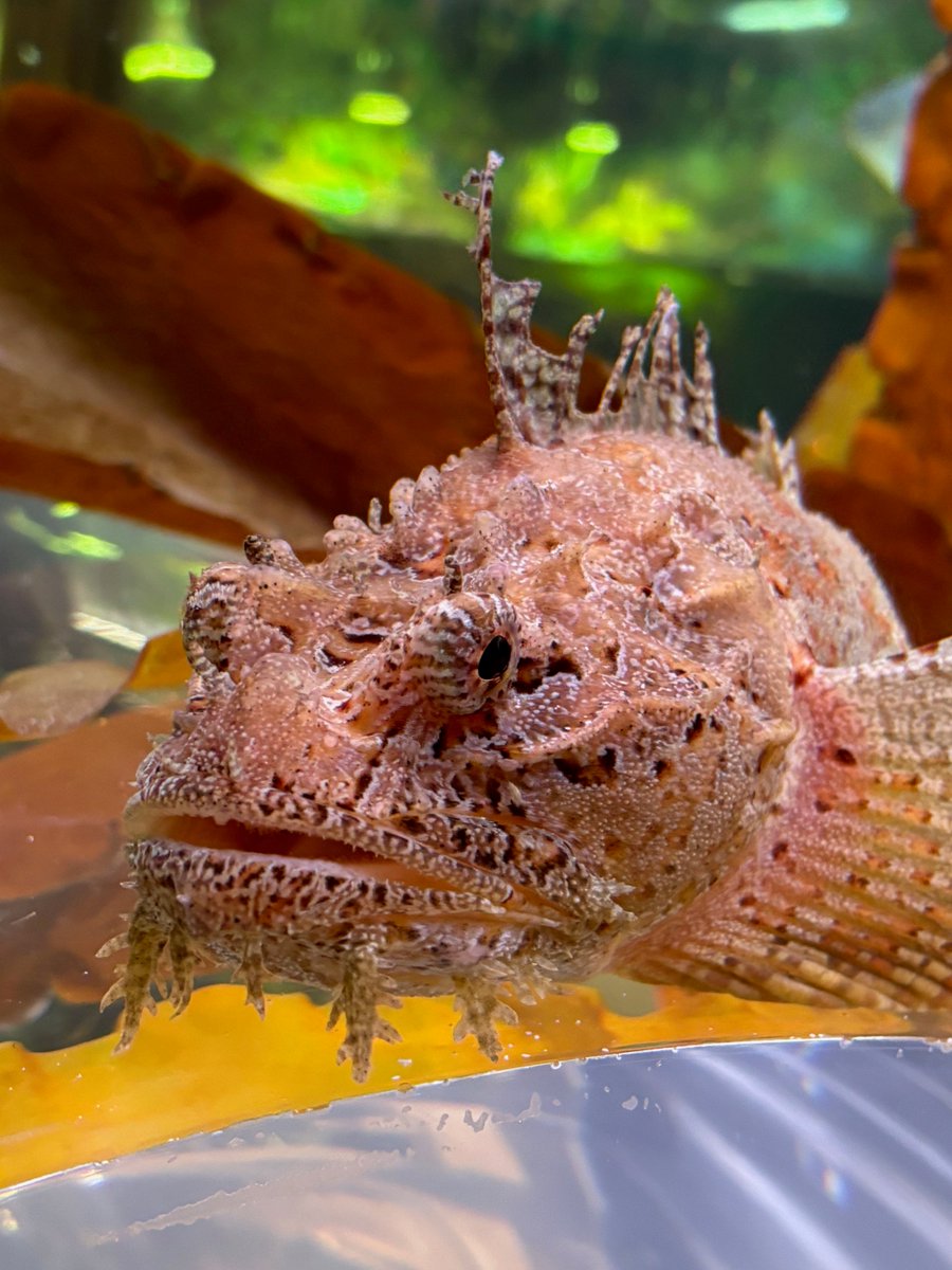 SaveTheBayRI's tweet photo. New Species: Sea Raven! This unique fish was brought to us from a NOAA research vessel. View it in our Deeper Waters tank at Save The Bay's Hamilton Family Aquarium. It will be released next year back into Narragansett Bay.
#savethebayri #narragansettbay #searaven https://t.co/VupIOYnaQA
