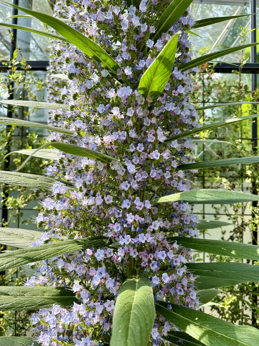 Echium pininana in the glasshouse @Dorothyclive. What a feast for a bee! #GardeningTwitter #GardeningX