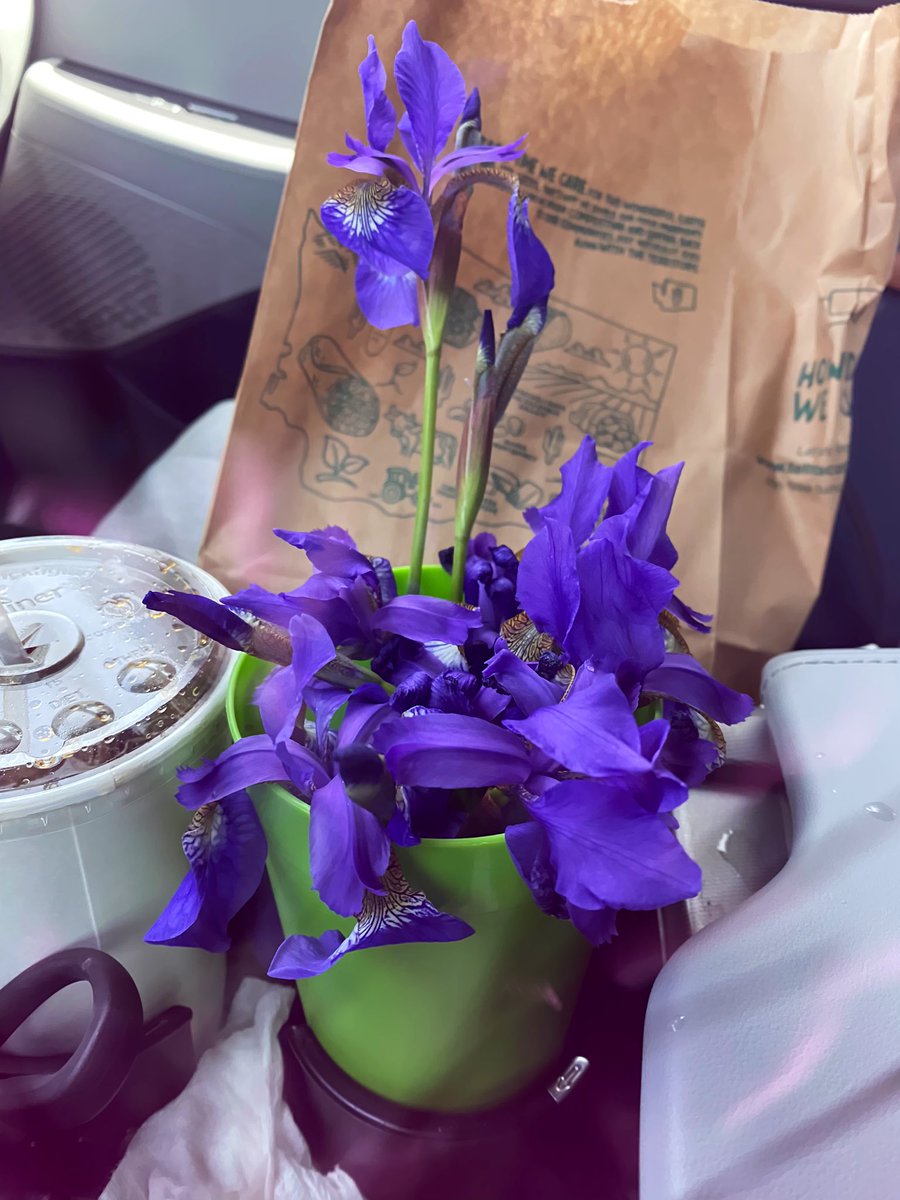 SeattleShepard1's tweet image. My favorite way to start the day is sharing my garden blooms with friends and strangers (sure made the drive thru cashier smile). But I really need to do better about keeping one or two for myself  @newsradionw