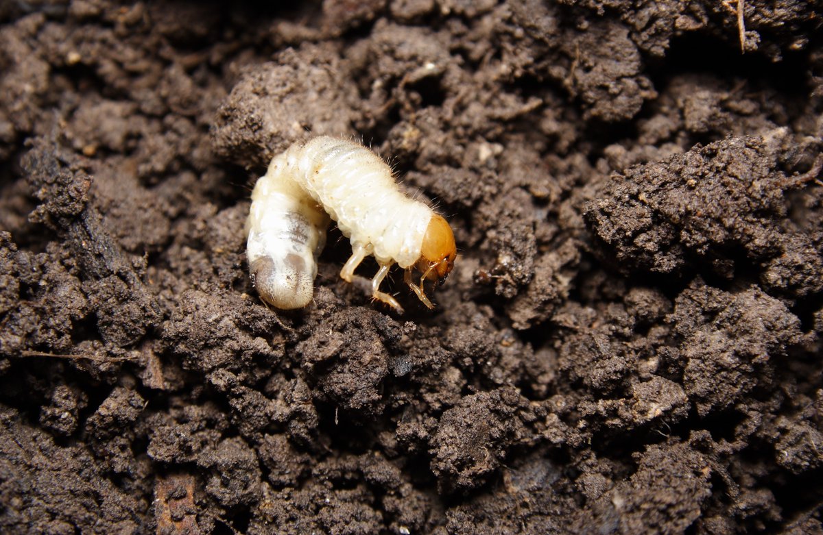 FreeSprayOH's tweet image. Don&apos;t let #grubs become the root of your lawn&apos;s problems! 😰

Our preventative #grubcontrol treatments are just what you need to defend it from these hungry lawn insects and keep it healthy. 🛡️

Call (419) 495-6567 to sign up!

freespray.com/grub-control/
