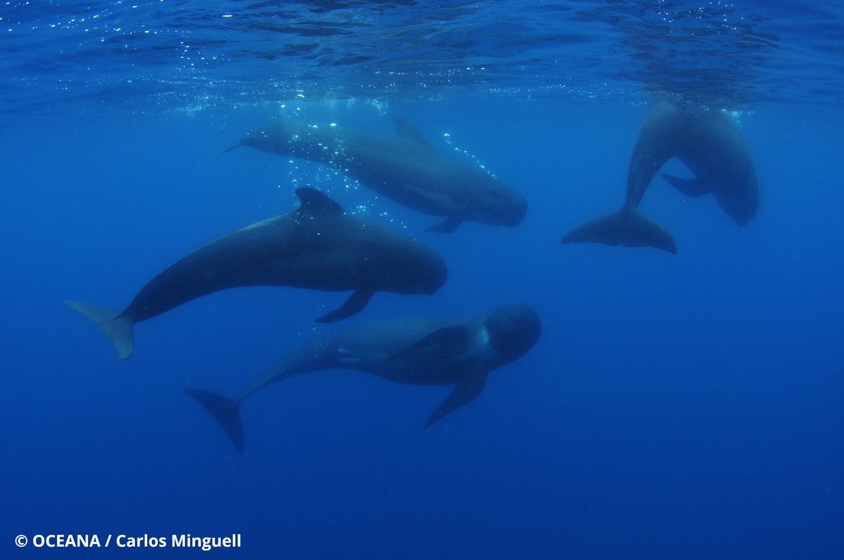 Happy #WildlifeWednesday! 🐋 

We came across this pod of pilot whales on our expedition to Spain back in 2011. During that two-month trip, we sighted familiar animals, like this one, but also explored seamounts and canyons, uncovering rarely seen deep-sea species! 🪸