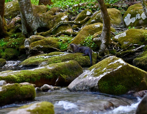 This otter looks quite at home on the spring-blooming banks of this flowing river, in Great Smoky Mountain National Park. Photo by a member of the Little Rock Garden Club, Zone IX #spring #otter #riverotter #springwoodlands #springstream #springwildlife #gardencreateadvocate