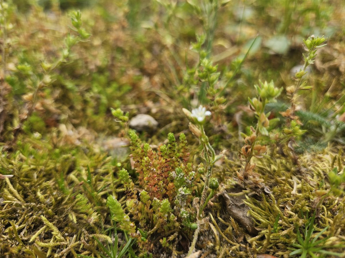 Mosbloempje (Crassula tillaea) in een paardenwei bij Middachtenn