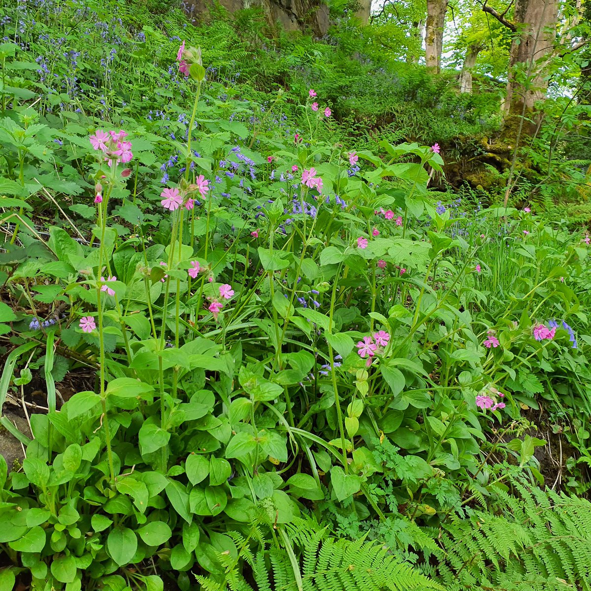 What was a dense patch of #HimalayanBalsam back in 2018 is now a diverse mix of Bluebells, Red Campion, and Buttercups following several years of treatment, hand pulling the Balsam between June and July before it went to seed. Nothing else was done for these wildflowers to thrive