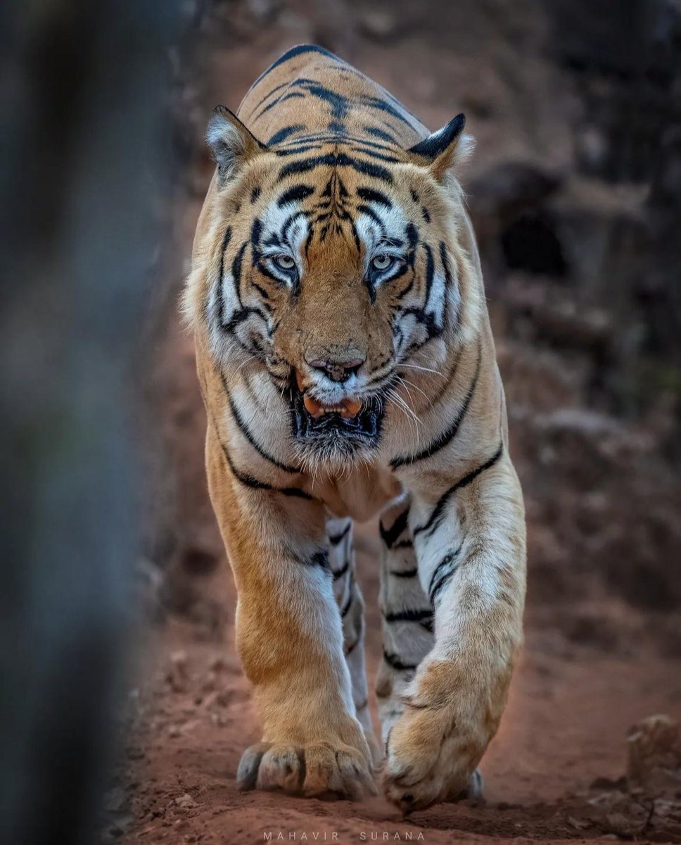 🔥 Face to face with the undisputed king of Tadoba.