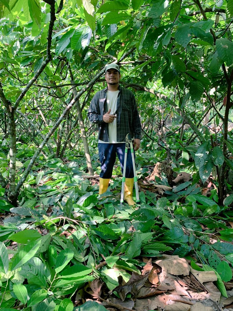 daimigty's tweet image. #cacao