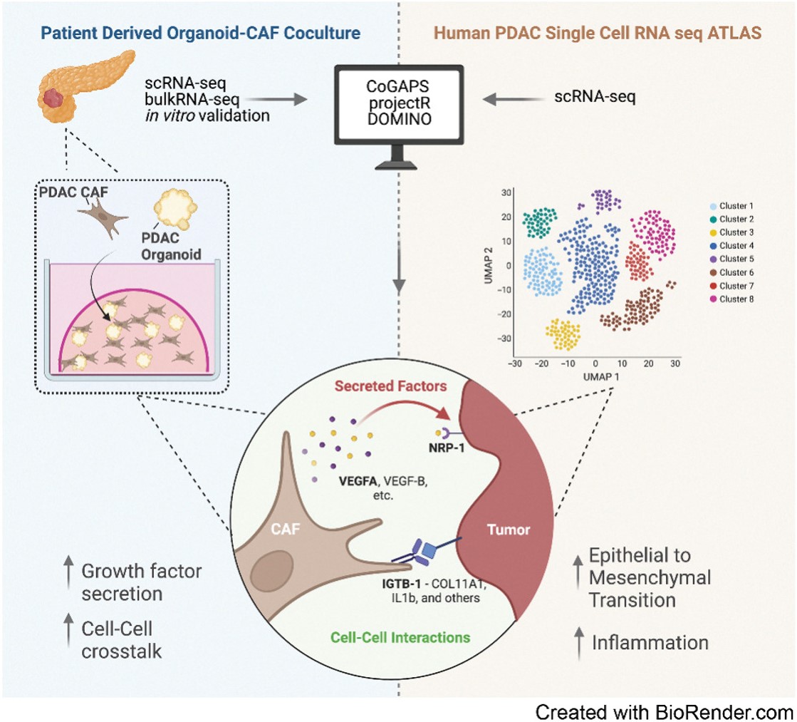 In Convergence Science from the May 1 issue— Transfer Learning Reveals Cancer-Associated #Fibroblasts Are Associated with Epithelial–Mesenchymal Transition & Inflammation in Cancer Cells in #Pancreatic Ductal #Adenocarcinoma, by Guinn et al. bit.ly/3wNc8xE @hopkinskimmel