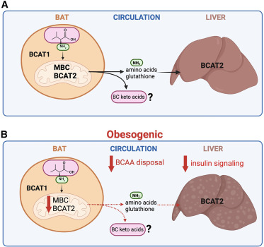 Branching out beyond canonical brown adipocyte function dlvr.it/T6xD0l