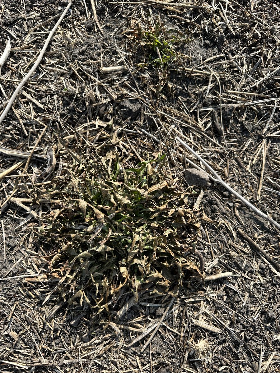 Looking for perennial weed control ahead of wheat or barley? Pre-seed herbicide #Smoulder is 🔥 on these dandelions 3 days after application! #smouldering #cleanerfields #multiplemodesofaction  <a href="/BASFAgSolutions/">BASF Agricultural Solutions Canada</a>