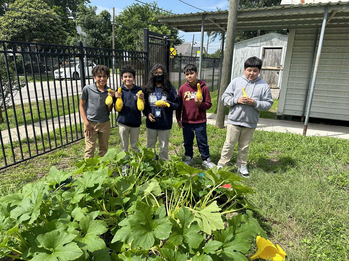 @BCMbiotechRusk @fceaser @HISDNutrition @HISD_HPE Super excited that our school garden was success! We grew an abundance of cucumbers and squash.