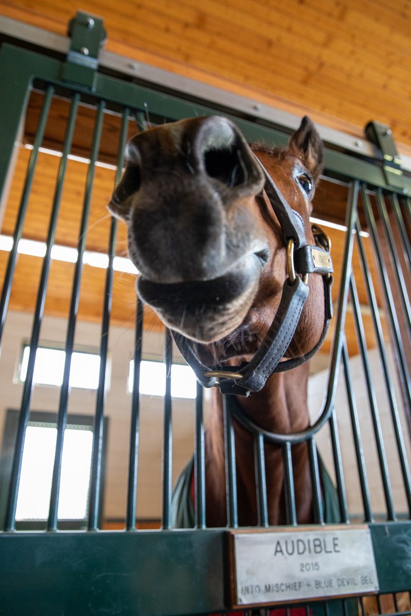 WinStar Farm stallion Audible is a pro at selfies 🤳

#VisitHorseCountry