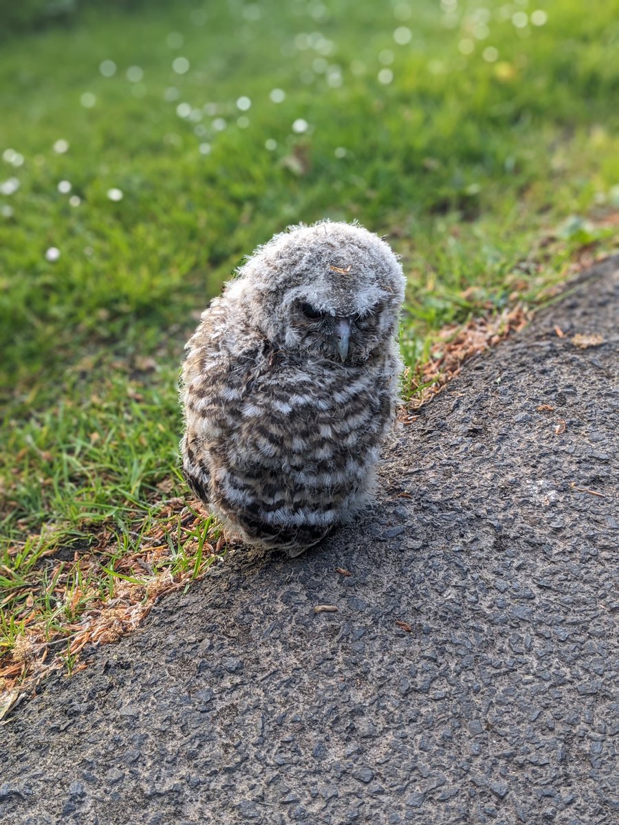 Think this owlet had fallen out of its nest - could hear Mama Tawny shouting for it - it gnashed strongly at me when i gently moved it off the (private) road and someone was coming to help - he looked mighty grumpy! X 
@Natures_Voice @RSPBScotland #Springwatch  @AlanDaviesbirds