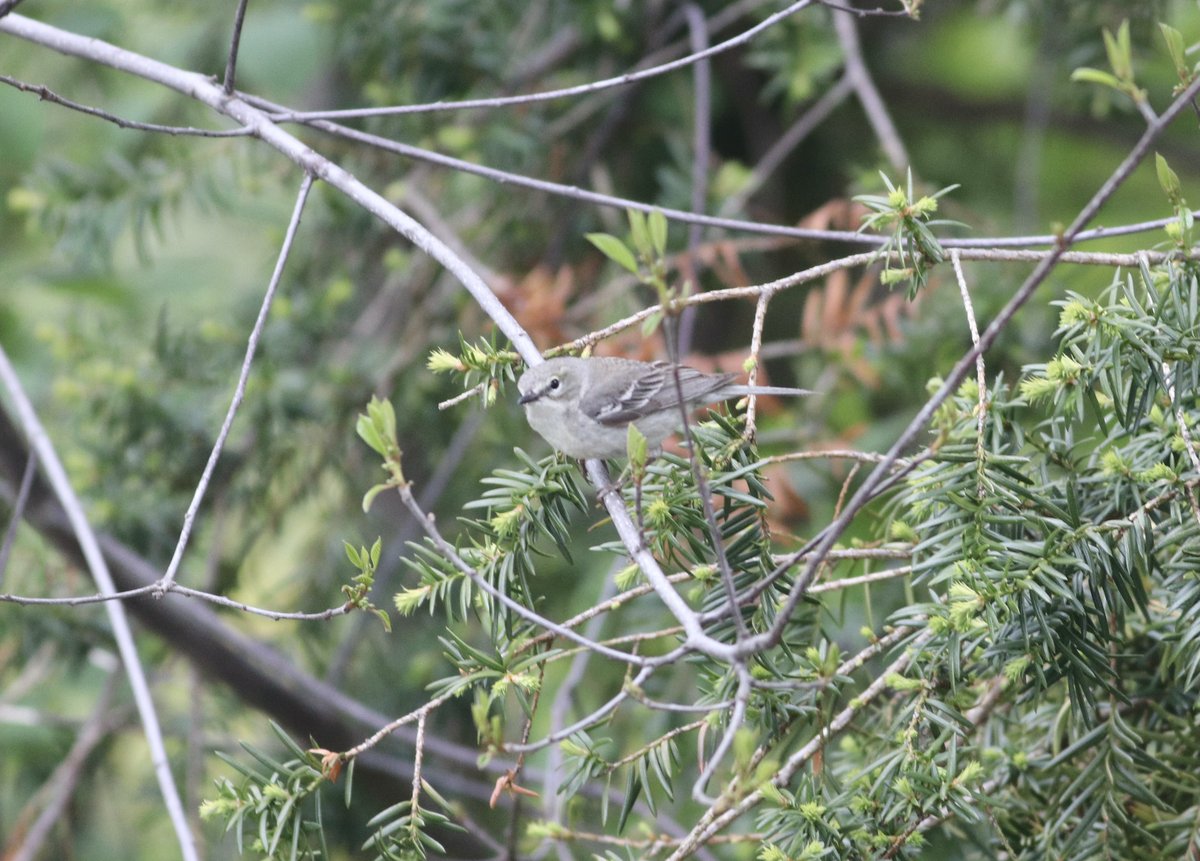 The Birdist tweet media