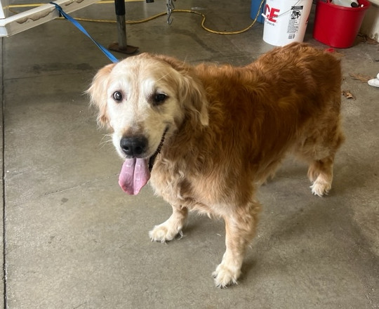 #FoundDog! 🐾 A female dog was found on Highland Ave around 4:15 this afternoon. She is currently at the Worthington Police Department, which is open until 7PM tonight and can be reached at 614-436-6595.