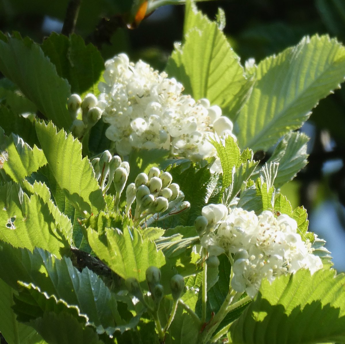 'Wind-beat whitebeam! airy abeles set on a flare!' (Hopkins) Whitebeam (white + Old English 'bēam' - tree) is just turning frothy with white flowers. But the name refers to the pale underside of the leaves - shown off to perfection as the leaves unfold 🤍