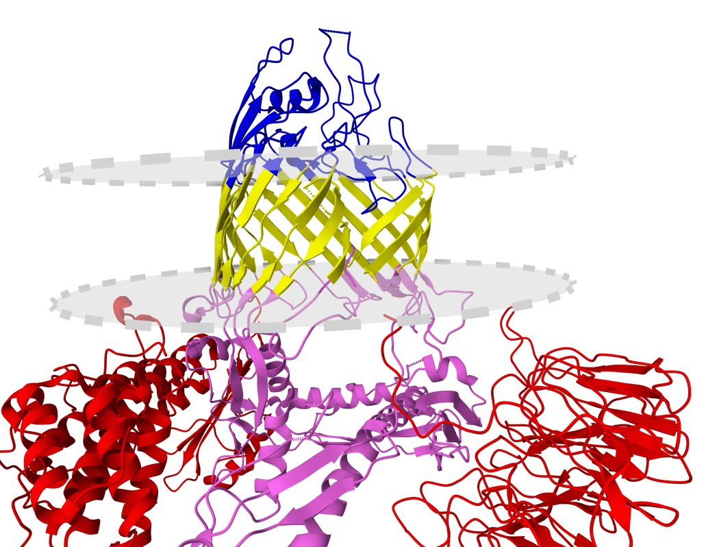 The cryo-EM structure of the EcBAM/EspP(beta8-12) complex. Check the #cryoEM #structure of this #membrane #protein in the UniTmp database.

pdbtm.unitmp.org/entry/8sqa