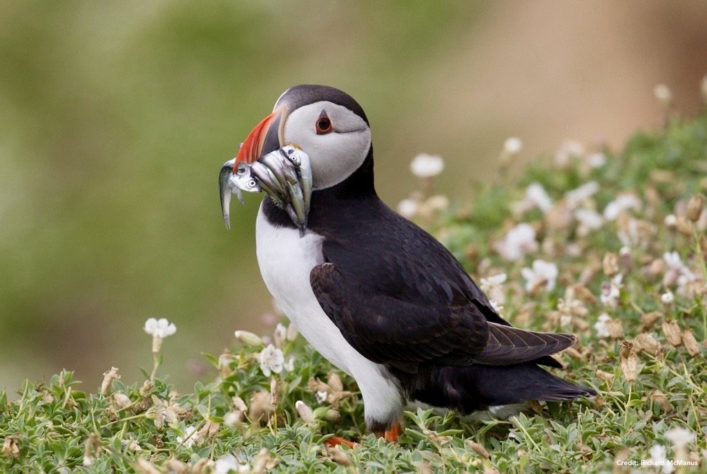 #Birds Feeding their only puffling is tough for puffins. Food is far away at sea & takes energy & skill to catch. Denmark was taking 250,000 tonnes of sand eels in UK waters pa, billions of fish to feed pigs & farmed fish. But the fate of puffins' fish is again at risk 1/2
