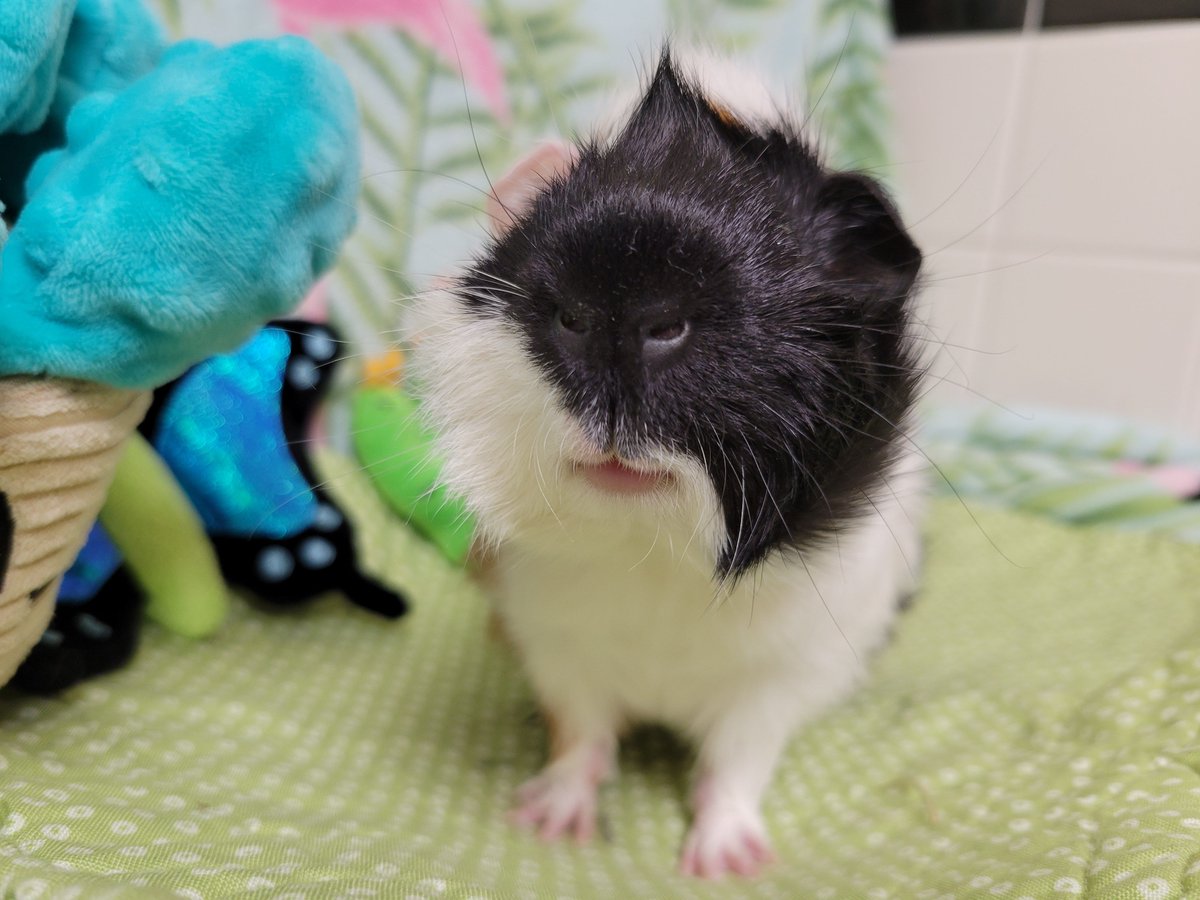 Did You Know? Guinea Pigs love to explore their environment! They have a wide range of vision and can extend to 340 degrees! That's pretty neat!