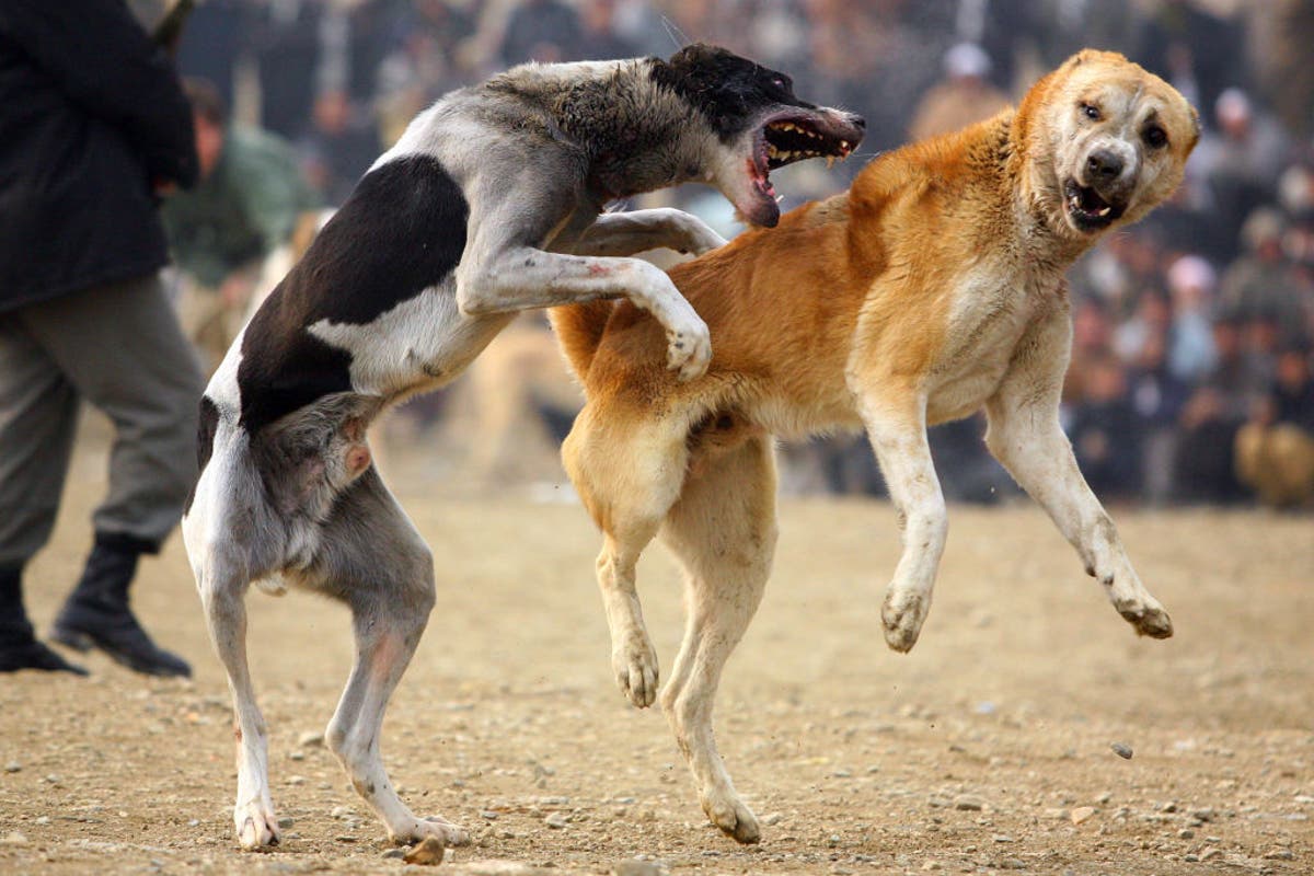 “Authorities issue embarrassing retraction after claiming 70 dogs on loose in South Korean town.” independent.co.uk/asia/east-asia…