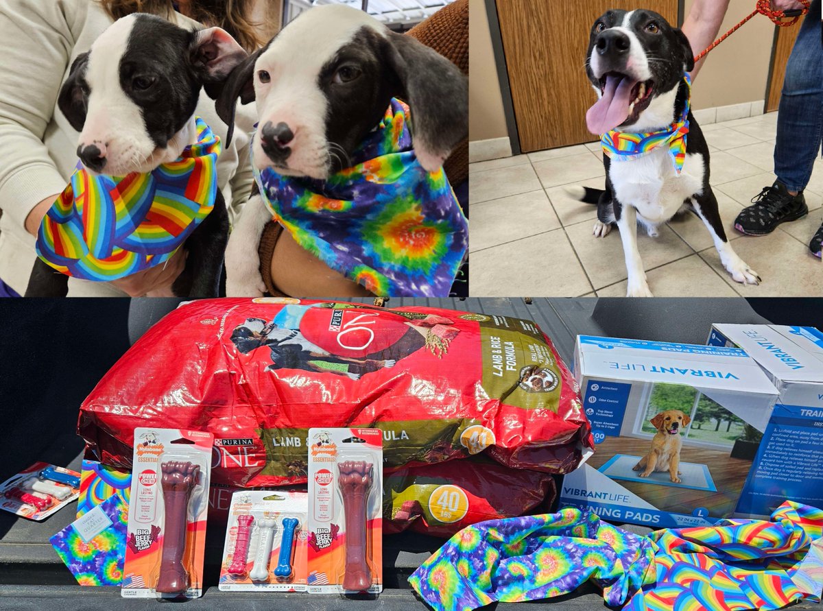 RainbowTrends's tweet image. We officially started sponsoring an Animal Shelter.
In leu of an ad campaign, we spent the monthly ad budget on helping out some local rescue dogs and cats.
So please pretend this is the BEST Trading Tools Advertisement you have EVER seen and check us out at:
🌈Website:…