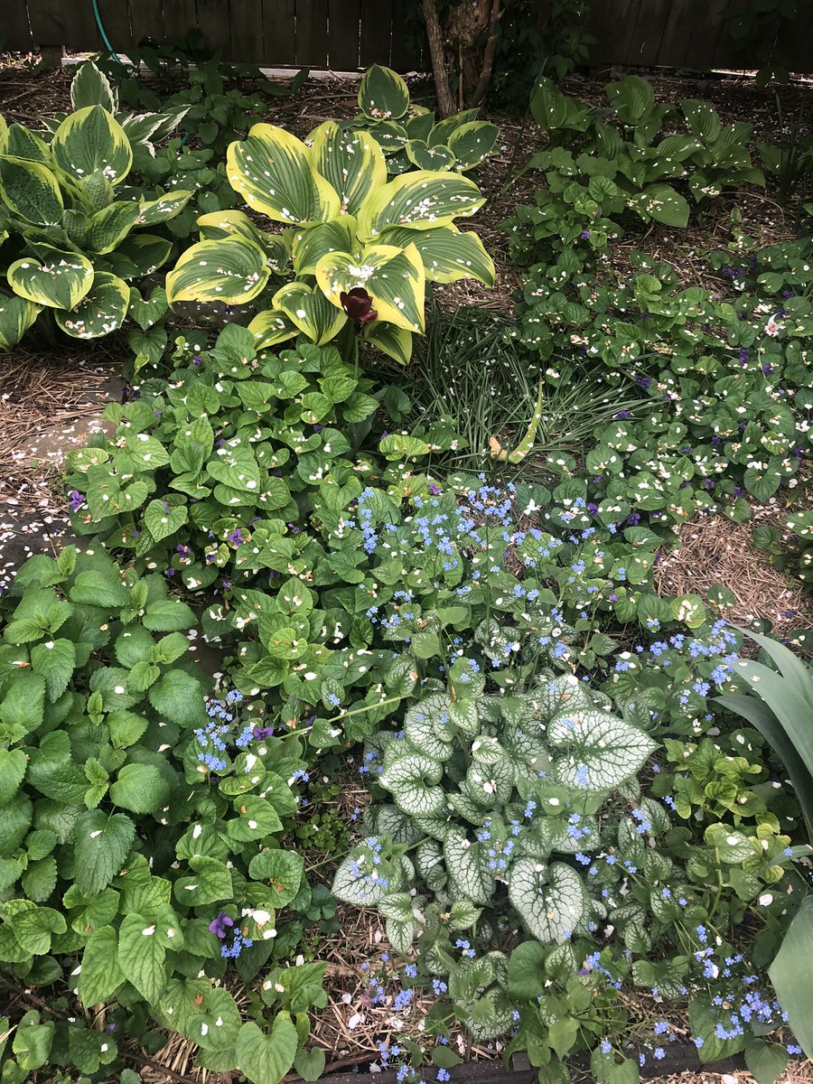 My garden is so full of violets and Lily of the Valley and apple blossoms all at once, the perfume is incredible. Wish I could tweet an aroma so it could enrich your day as it has mine.