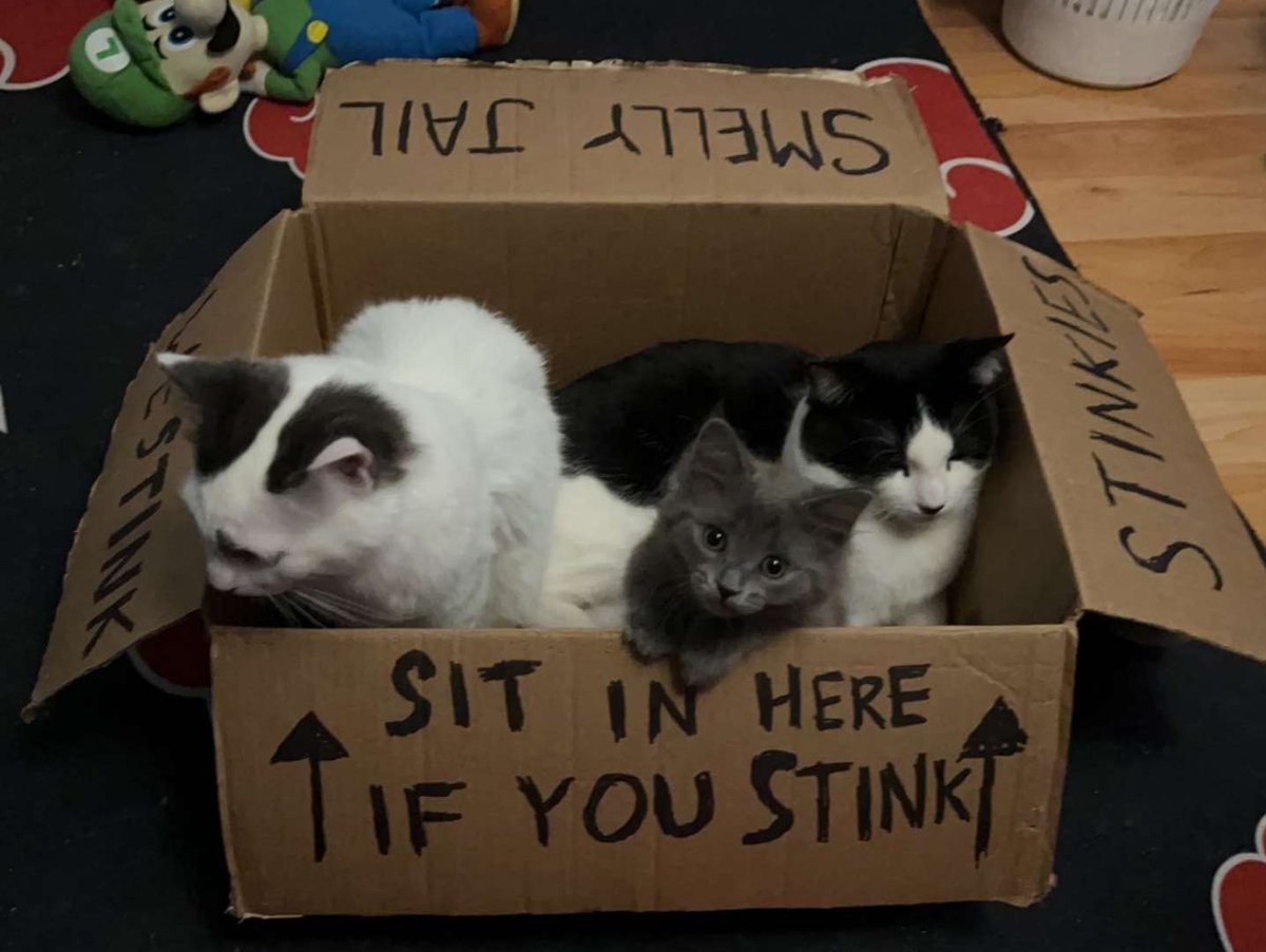 Streaming 'Cats Organized Neatly'! WHICH MEANS WERE PUTTING CATS IN BOXES!!!! (enjoy my cats when they were younger) TWITCH.TV/PHOENIXXVT