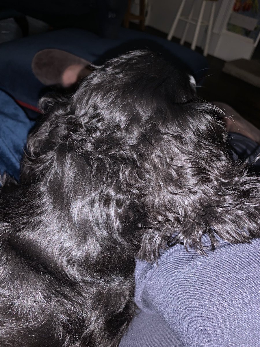 Continibites's tweet image. This wee poppet just wants cuddles. I think he’s missing someone 😢 #dogsknow #MrRocco