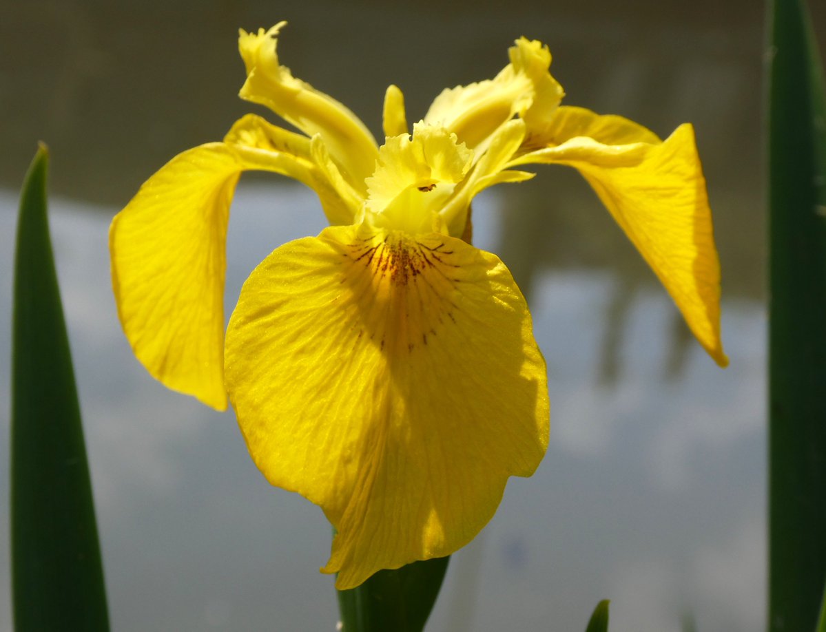 'The flower-de-luce' (Winter's Tale) Yellow flags unfurling along the #Oxford canal 💛 Flags are one of our two native irises & I love the idea that their extravagantly drooping petals may be the inspiration for the fleur-de-lis💛⚜️💛 #SundayYellow #ShakespeareSunday