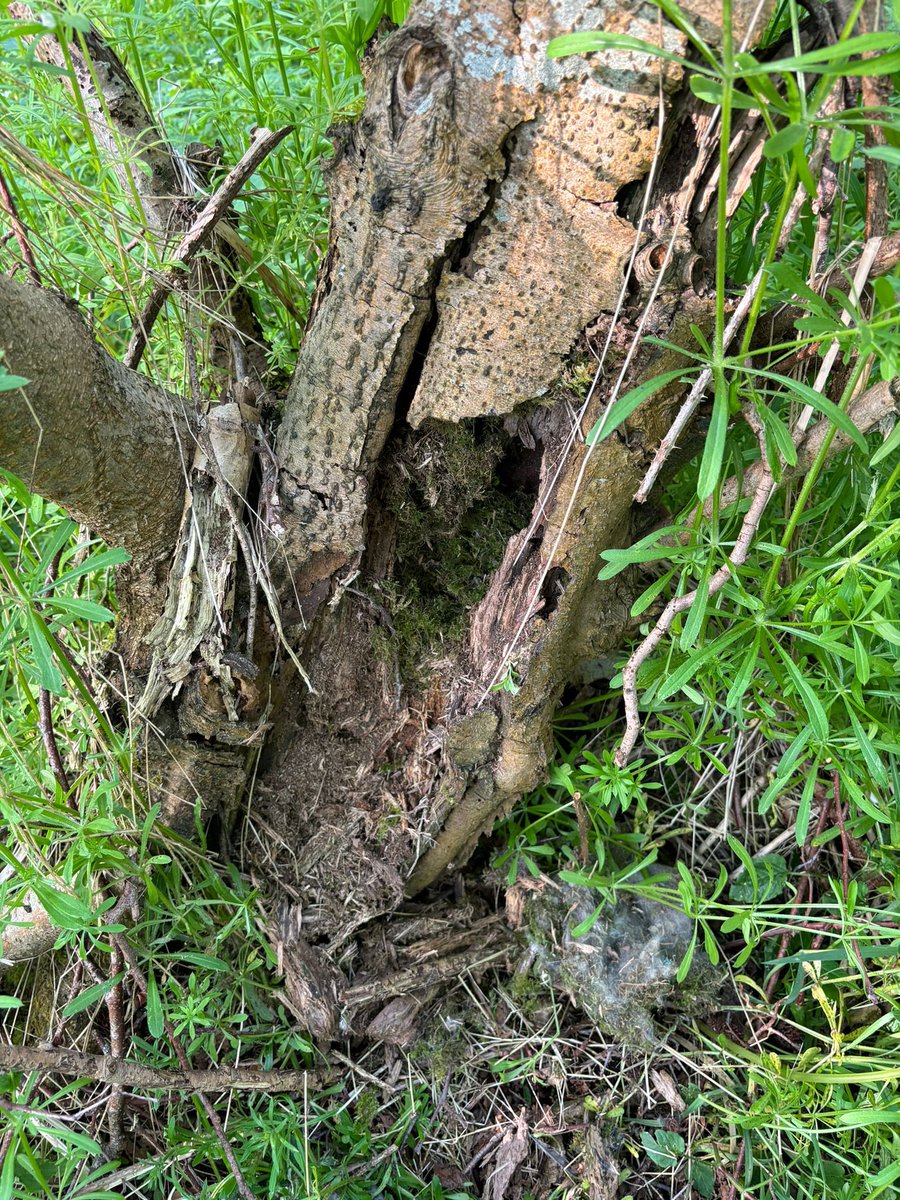 Some examples of predation of bird nests
Marsh Tit (rare here) eaten by Badger