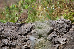 Linnet By Paul Acolina #Gibraltar #BirdsSeenIn2024 @_BTO @BirdingRasta @GibraltarBirds @Natures_Voice @Britnatureguide @BirdGuides @BirdLifeEurope @GibReserve @InfoGibraltar