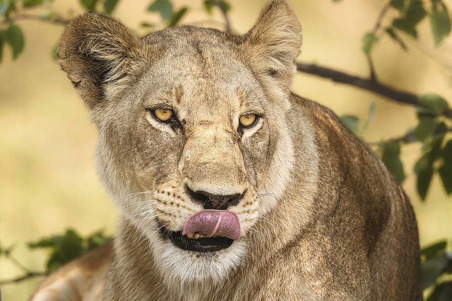 Lion Portrait! buff.ly/4alWuI5 #Lion #portrait #wildlife #wildlifephotography #nature #africa #african #botswana #NaturePhotography #safari #AYearForArt #BuyIntoArt #Travel #travelphotography #giftideas @joancarroll