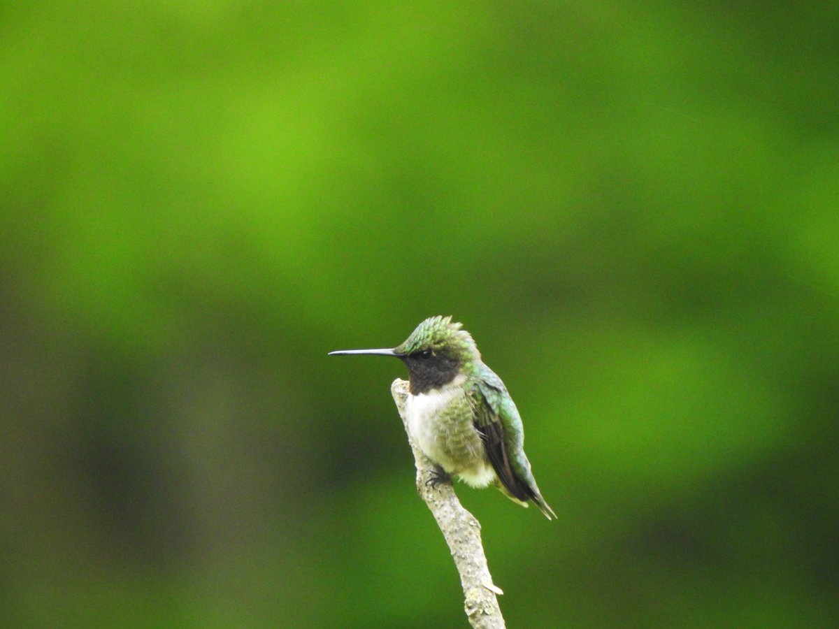 Awesome to see this Ruby-throated Hummingbird displaying and then taking a nice long rest after a job well done. Gorgeous bird! #BirdTwitter #birds #hummingbird