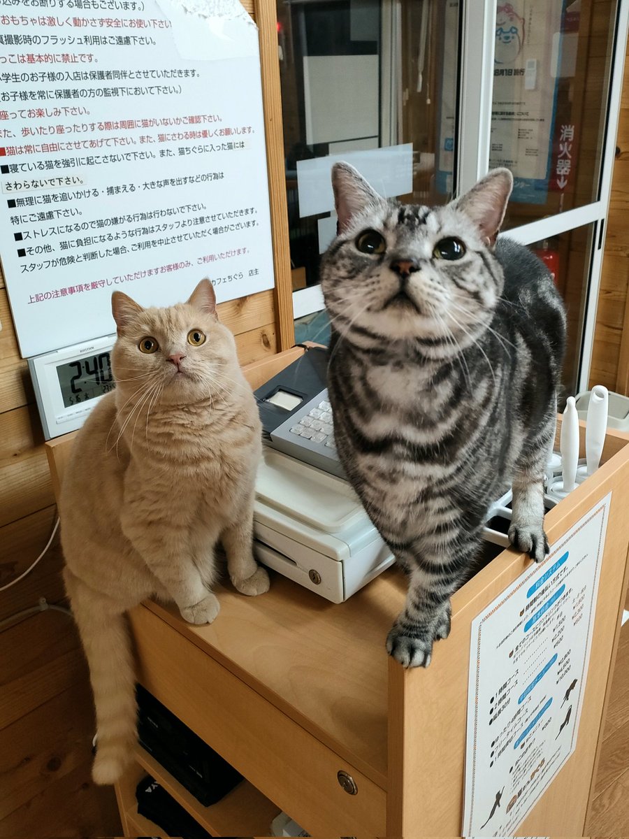 ●お知らせ
明日 5月17日(金)は
定休日です😺
#新潟　#猫　#猫カフェ