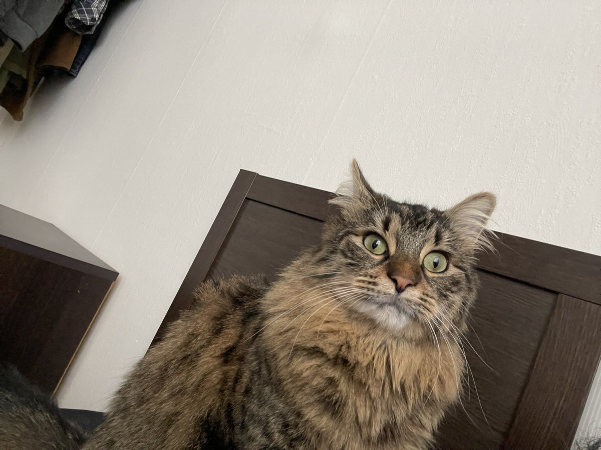 Berkayage (@angrierchair) on Twitter photo 