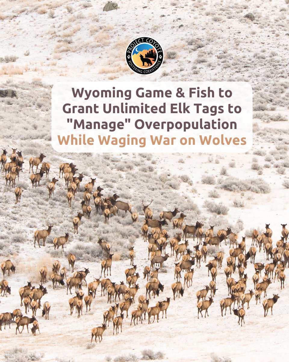 Wyoming Game & Fish (@WGFD) to grant unlimited elk tags to 'manage' overpopulation while waging war on wolves: tinyurl.com/ms252jkk #StopWildlifeMismanagement