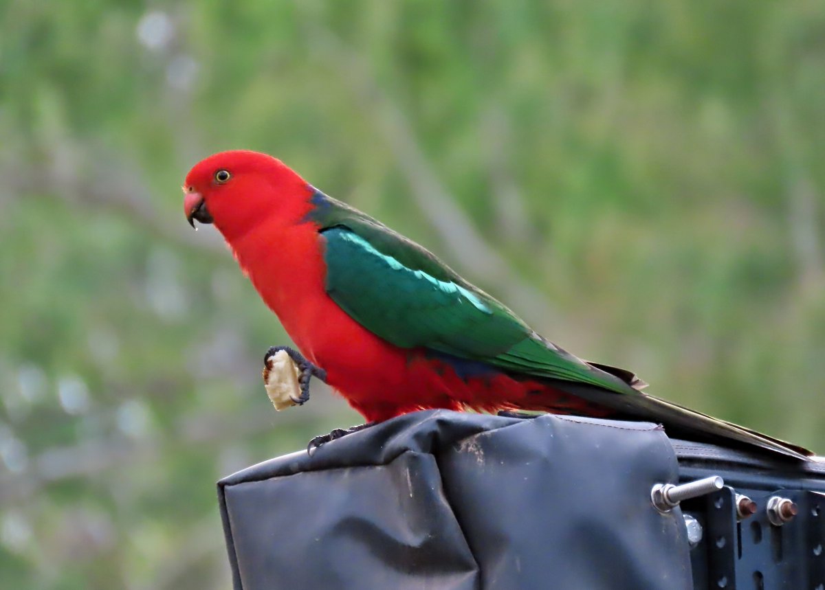 Hungry King Parrot found breakfast at the campsite next to mine. Toddlers love to share!   Cania Gorge, Qld  
@fred_od_photo #birds #birdwatching #WildOz #Ozbirds #birdphotography #parrots