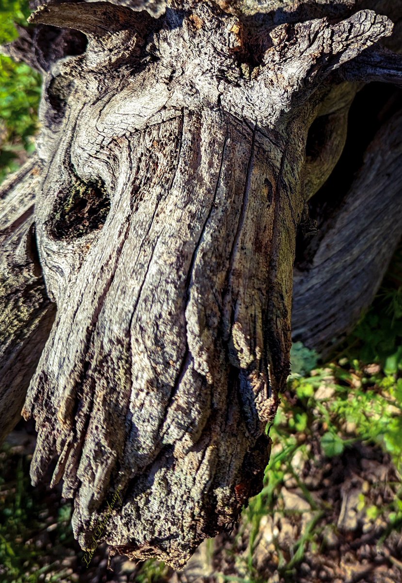 Photographers be on the lookout for these intruders. I found this one hiding in the forest.
#WoodyAlien #Pareidolia
#FacesInThings
@keeper_of_books
#ThePhotoHour