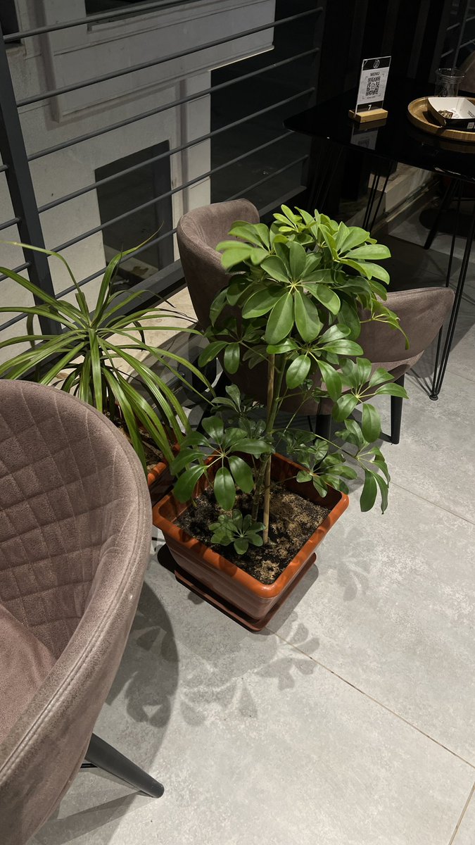 G_Xa ᥫ᭡ tweet media