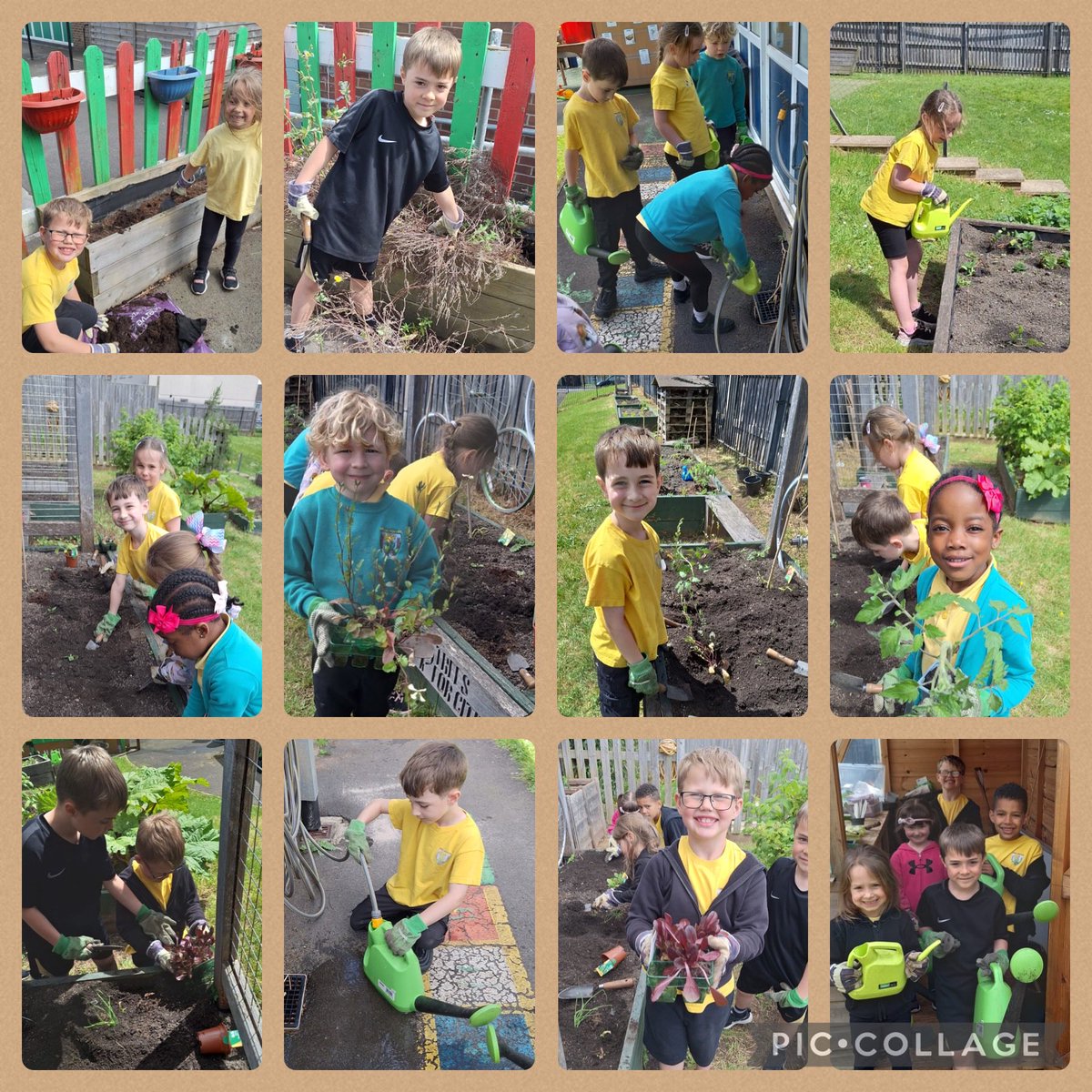 Mwynhau plannu yn yr ardd y prynhawn yma. 👩‍🌾🪴🧑‍🌾🪴Enjoyed planting in the garden this afternoon.⁦<a href="/YsgolPenyPil/">Ysgol Pen y Pîl</a>⁩