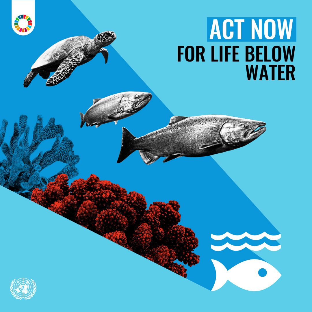 🌊 Plastic pollution threatens marine life and ecosystems. Let's #ActNow to reduce single-use plastics, clean up our beaches, and support innovative solutions to tackle this global challenge and achieve the #GlobalGoals. un.org/sustainabledev…