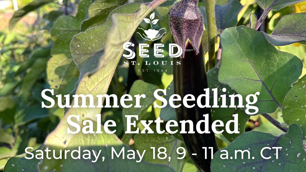 🍅 We still have some summer vegetable seedlings, 4-packs of flowers & sweet potato slips so we will be selling them again this Saturday, 5/18, 9-11am! 🍠Seed St. Louis Carriage House, 3815 Bell Ave., St. Louis, MO 63108 🌶️ Learn more ~> buff.ly/3xqtvBc