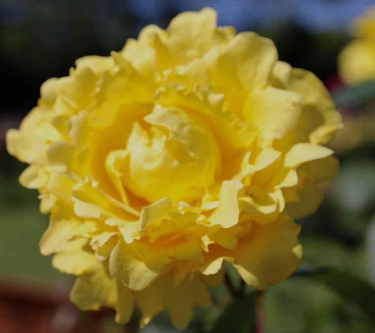 バラ🌹ヴァンデ グローブ🌹仏 非常に鮮やかなビタミンイエロー！ フリルとシャーリングの入った花弁の大輪花。名は仏ヴァンデをスタートとする単独無寄港世界一周ヨットレースから #バラ #島和太郎 #オフィスアーツ #花 #flowers #海浜公園 #スイーツ #CM #タレント #朝 #空 #おはようございます