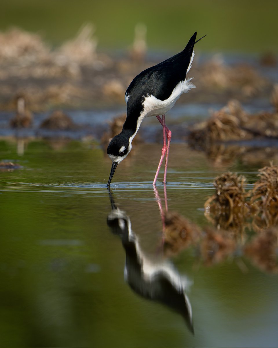 Black-necked Stilt #photography #naturephotography #wildlifephotography #thelittlethings
